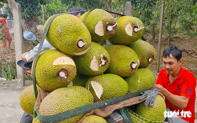 Vietnam’s Mekong Delta jackfruit farmers struggle amid price collapse- Ảnh 2.
