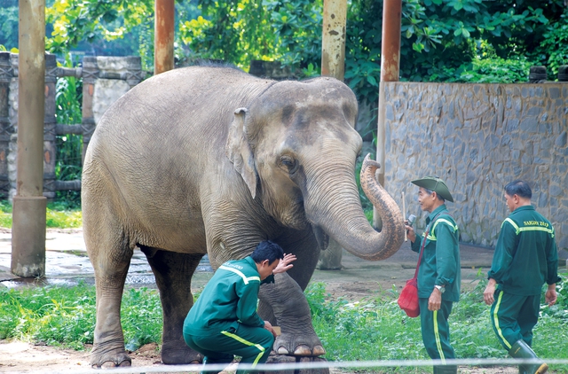 'Nghề' chăm sóc động vật tại Thảo cầm viên Sài Gòn- Ảnh 5. 'Nghề' chăm sóc động vật tại Thảo cầm viên Sài Gòn- Ảnh 5.