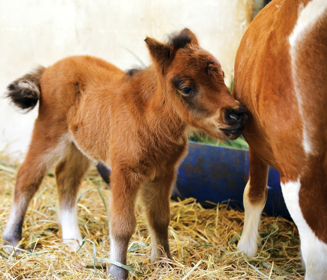 'Nghề' chăm sóc động vật tại Thảo cầm viên Sài Gòn- Ảnh 6. 'Nghề' chăm sóc động vật tại Thảo cầm viên Sài Gòn- Ảnh 6.