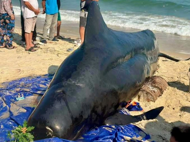 Two-tonne whale washes ashore in Vietnam’s Dak Lak- Ảnh 2.