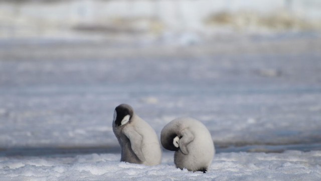 Emperor penguins listed as endangered species: IUCN- Ảnh 1.