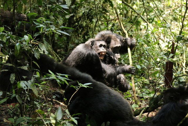 Scientists stunned as chimpanzees turn on friends in killing spree - Ảnh 1. Scientists stunned as chimpanzees turn on friends in killing spree - Ảnh 1.