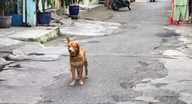 7th suspected rabies death reported in Vietnam’s Tay Ninh - Ảnh 1.