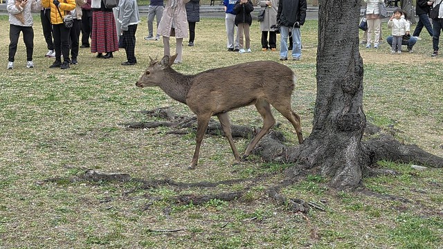 Deer, boar habitats to spread across most of Japan by 2050: study- Ảnh 1. Deer, boar habitats to spread across most of Japan by 2050: study- Ảnh 1.