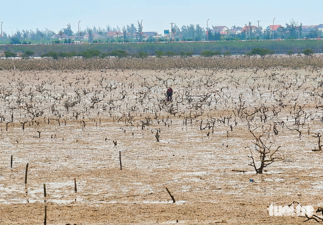 Mangrove die-off hits coastal forest in north-central Vietnam, cause under investigation - Ảnh 1. Mangrove die-off hits coastal forest in north-central Vietnam, cause under investigation - Ảnh 1.