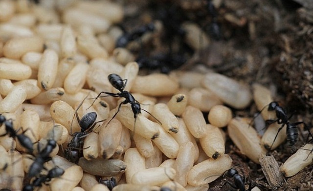 Vietnamese woman suffers severe allergic shock after eating ant eggs - Ảnh 1.