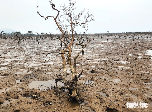 Mangrove die-off hits coastal forest in north-central Vietnam, cause under investigation - Ảnh 2. Mangrove die-off hits coastal forest in north-central Vietnam, cause under investigation - Ảnh 2.