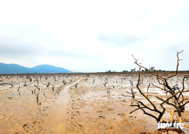 Mangrove die-off hits coastal forest in north-central Vietnam, cause under investigation - Ảnh 3. Mangrove die-off hits coastal forest in north-central Vietnam, cause under investigation - Ảnh 3.