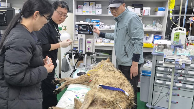 Escaped wolf in South Korea recaptured, returned to zoo - Ảnh 1.