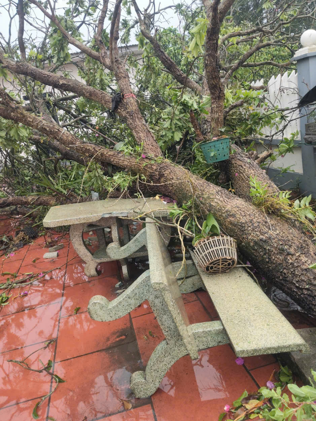 Tornado injures 1, tree collapse kills another in northern Vietnam- Ảnh 2.