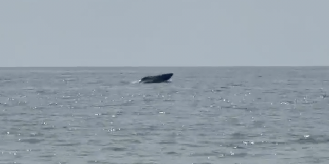 Whale sighting delights visitors in Vietnam’s Mui Ne waters - Ảnh 1.