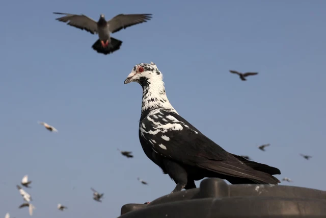 Ancient Mughal tradition of pigeon-rearing thrives in India's capital - Ảnh 1.