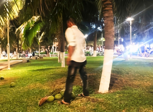 Authorities probe coconut picking incident at Vietnam’s Nha Trang seaside park- Ảnh 1.
