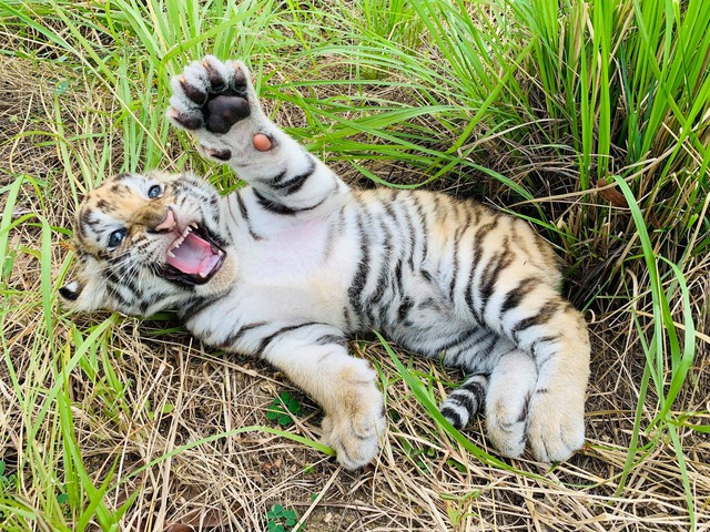 Bengal tiger at Vietnam zoo gives birth to 3 cubs- Ảnh 3.