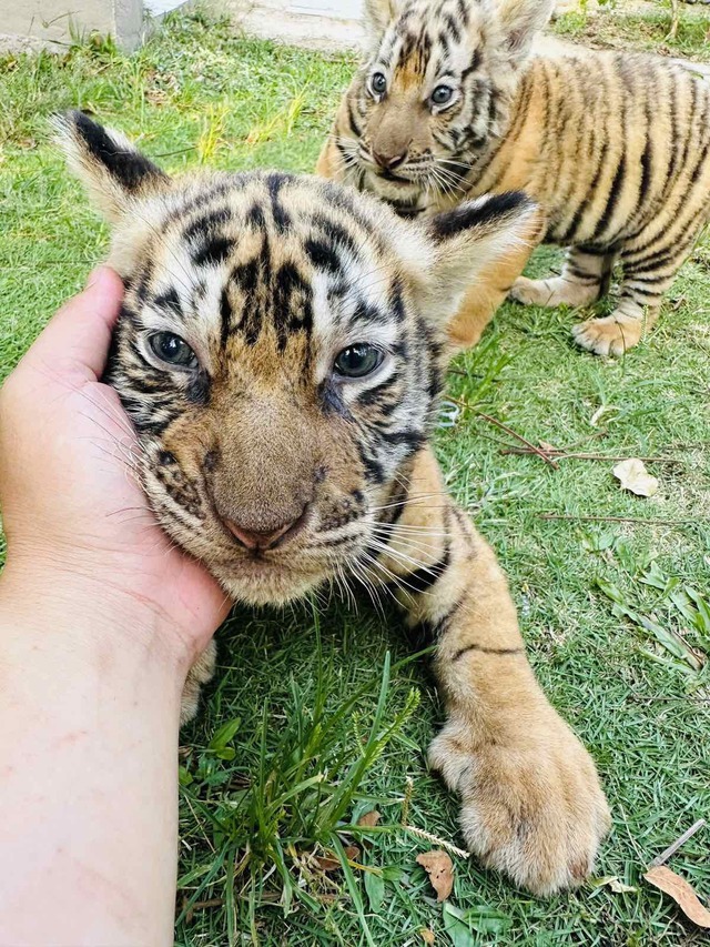 Bengal tiger at Vietnam zoo gives birth to 3 cubs- Ảnh 2.