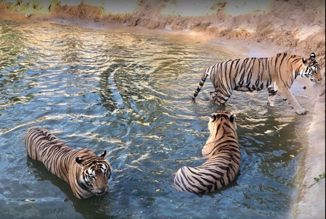 Bengal tiger at Vietnam zoo gives birth to 3 cubs- Ảnh 4.