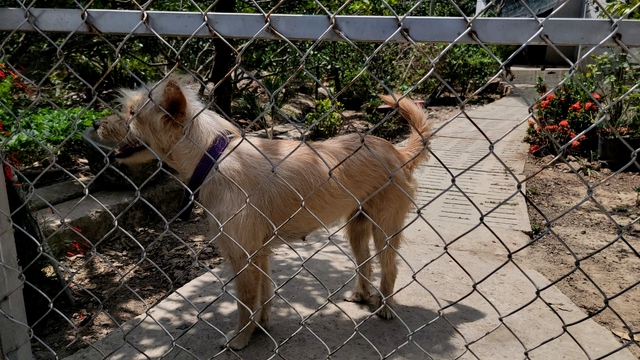 Dog meat seller dies of rabies in Vietnam’s Mekong Delta- Ảnh 1.