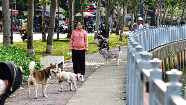 In Vietnam, pet ownership demands responsibility, not excuses: opinion- Ảnh 1.
