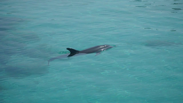 Dolphin swims close to shore at Vietnam’s Ly Son Island, drawing crowds- Ảnh 2.