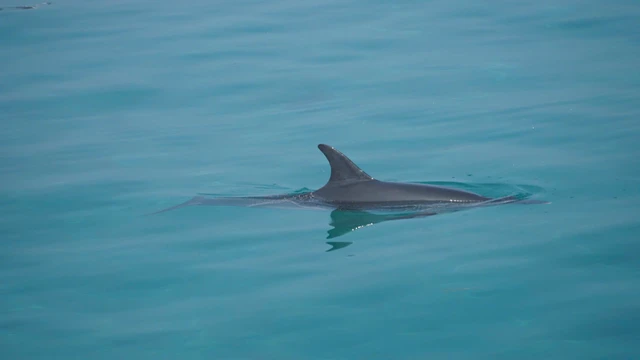 Dolphin swims close to shore at Vietnam’s Ly Son Island, drawing crowds- Ảnh 1.