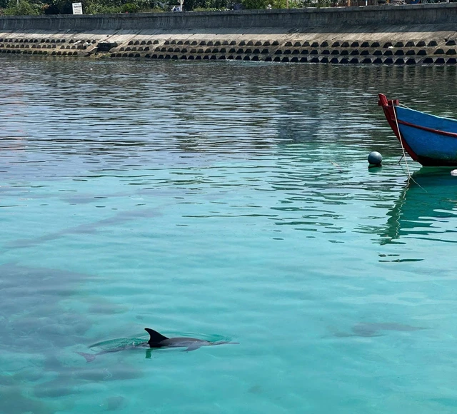 Dolphin swims close to shore at Vietnam’s Ly Son Island, drawing crowds- Ảnh 3.