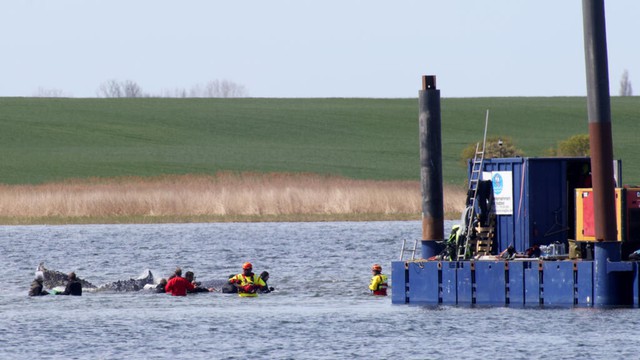 Germany holds breath as stranded whale 'Timmy' sets off in barge - Ảnh 1.