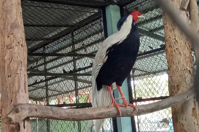 144 wild animals released into Vietnam national park - Ảnh 1.