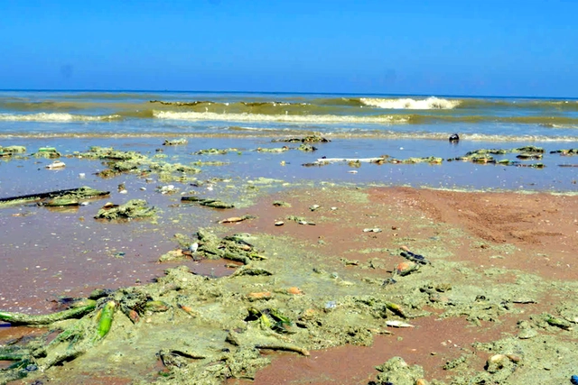 Seawater at beaches in Ho Chi Minh City turns unusual colors, likely due to microalgal bloom- Ảnh 2. Seawater at beaches in Ho Chi Minh City turns unusual colors, likely due to microalgal bloom- Ảnh 2.