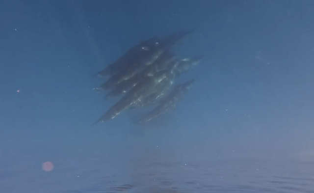 Nearly 100 whales spotted off Vietnam’s Phu Quy island - Ảnh 3.