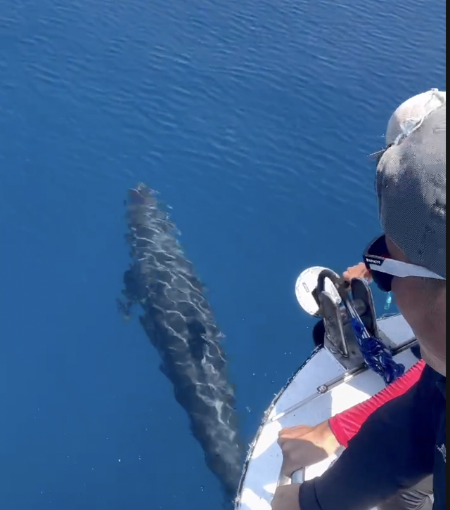 Nearly 100 whales spotted off Vietnam’s Phu Quy island - Ảnh 1.