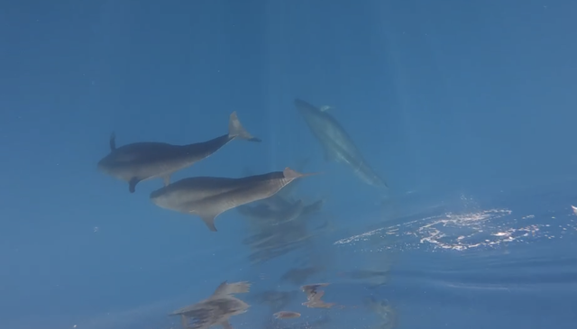 Nearly 100 whales spotted off Vietnam’s Phu Quy island - Ảnh 2.