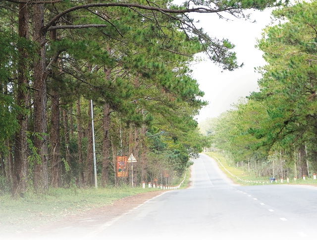 Phải lòng Măng Đen - Ảnh 1.