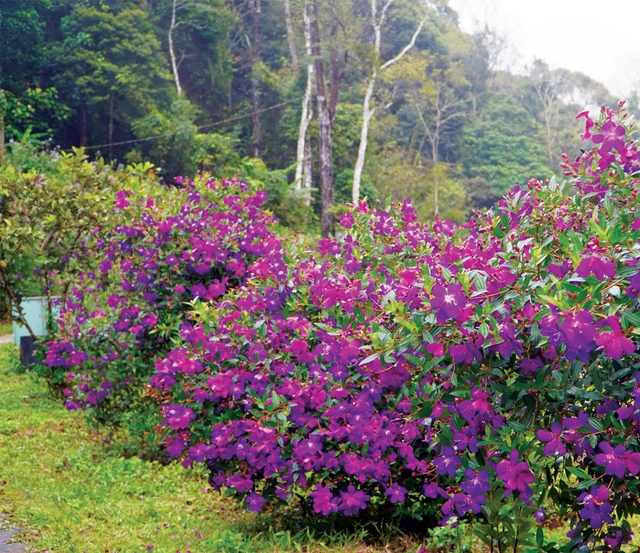 Phải lòng Măng Đen - Ảnh 3.