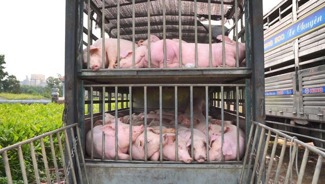 Police intercept truck carrying 100 diseased pigs in central Vietnam - Ảnh 1.