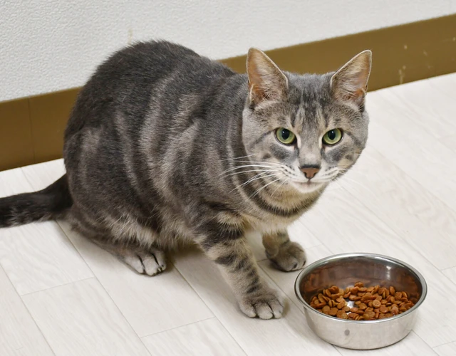 Japan team discovers why cats leave meals unfinished- Ảnh 1. Japan team discovers why cats leave meals unfinished- Ảnh 1.