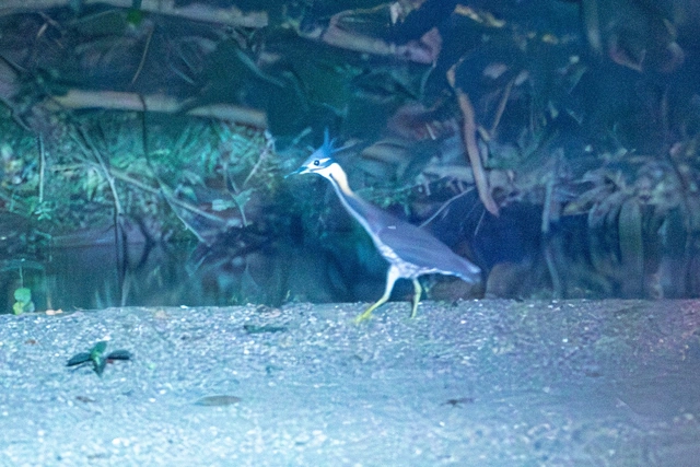 Rare white-eared night heron rediscovered in Vietnam after more than decade - Ảnh 2. Rare white-eared night heron rediscovered in Vietnam after more than decade - Ảnh 2.