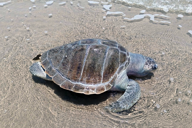 Second sea turtle found dead on Vietnam’s Vung Tau beach in under a week- Ảnh 1. Second sea turtle found dead on Vietnam’s Vung Tau beach in under a week- Ảnh 1.