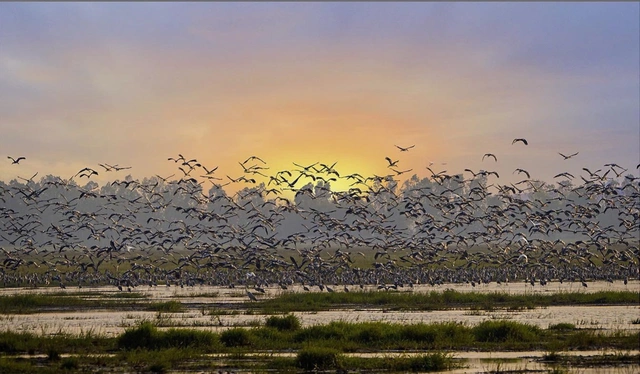 Rare birds, spot-billed pelicans return to Vietnam’s Tram Chim National Park- Ảnh 4.