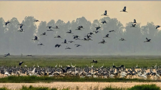 Rare birds, spot-billed pelicans return to Vietnam’s Tram Chim National Park- Ảnh 3.