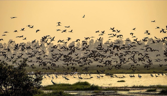 Rare birds, spot-billed pelicans return to Vietnam’s Tram Chim National Park- Ảnh 1.