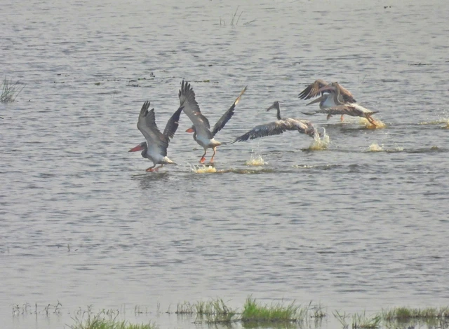 Rare birds, spot-billed pelicans return to Vietnam’s Tram Chim National Park- Ảnh 2.