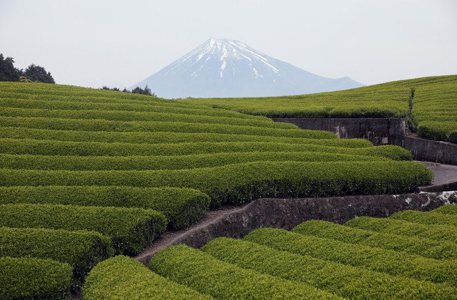 Japan green tea exports jump in fy 2025 amid global matcha boom - Ảnh 1.