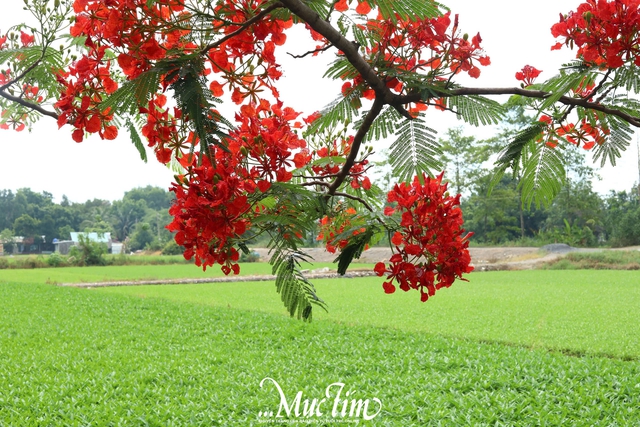 Gửi bạn 10 status chào tháng 5 nhiều cảm xúc!- Ảnh 1.