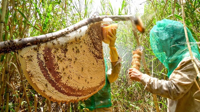 1,300ha eco-tourism plan approved for Vietnam national park - Ảnh 1.