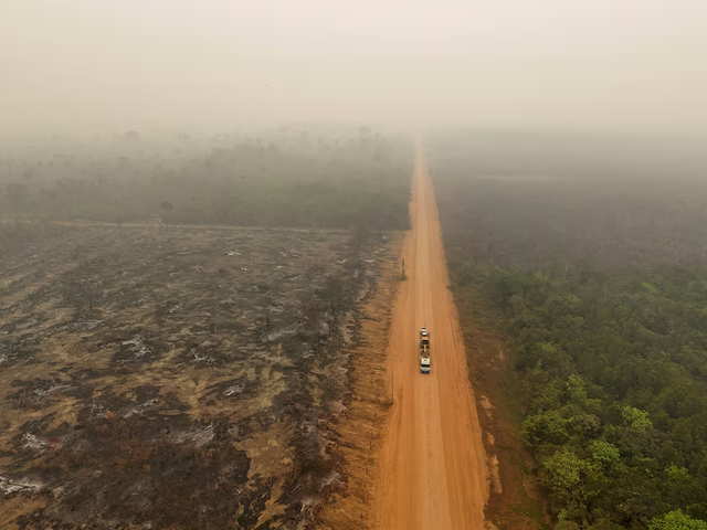 Tropical forest loss eases in 2025 from record high- Ảnh 1.
