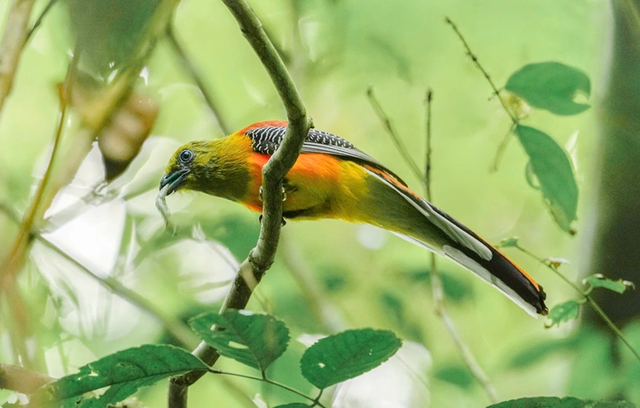 Vietnam’s largest wild bird photography competition brings together local, int’l nature enthusiasts - Ảnh 1.