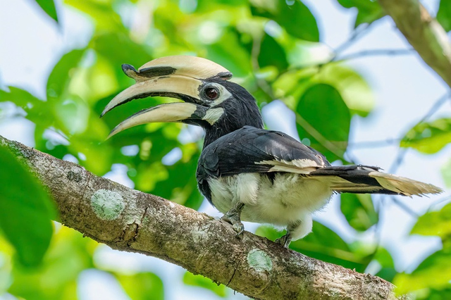 Vietnam’s largest wild bird photography competition brings together local, int’l nature enthusiasts - Ảnh 3.