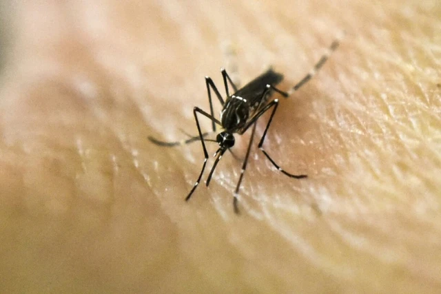 Why are some people mosquito magnets? Clues are emerging - Ảnh 1.