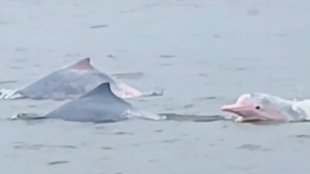 Rare pink dolphins spotted off Vietnam’s Hai Phong coast - Ảnh 1.