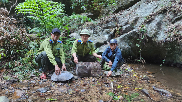Endangered pangolins, otters, turtles released back into Vietnam forest - Ảnh 1.